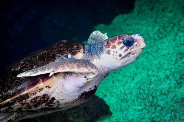 Monaco’s New Home for Sea Turtles and other Monaco news