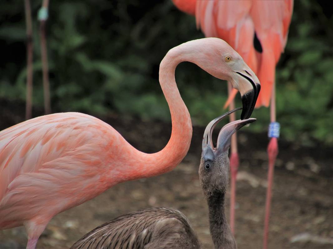 First Pink Flamingo Born in Monaco’s Animal Garden