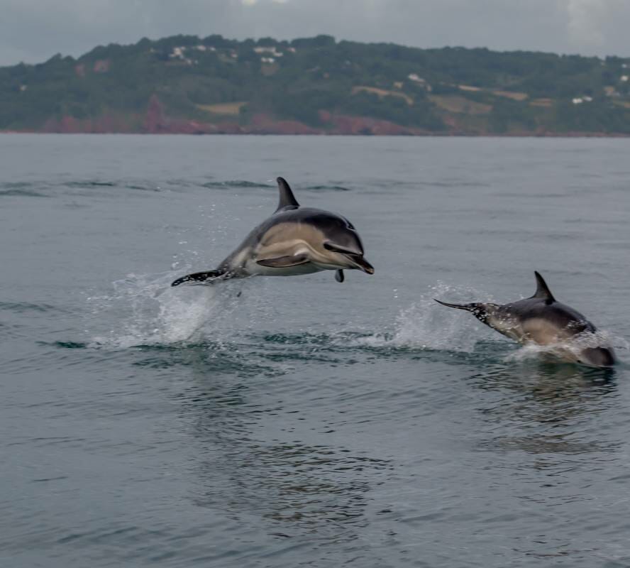 The Pelagos Sanctuary Protecting Whales & Monk Seals is Receiving Donations