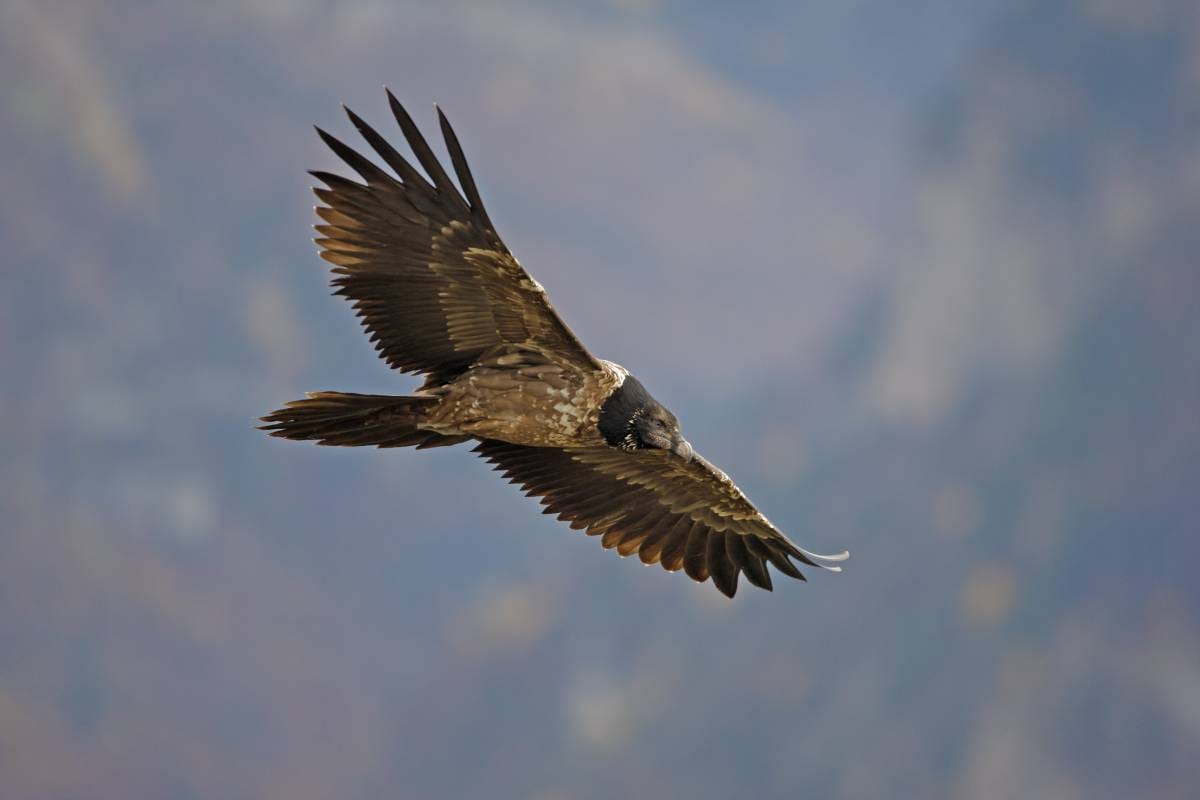 Bearded Vulture